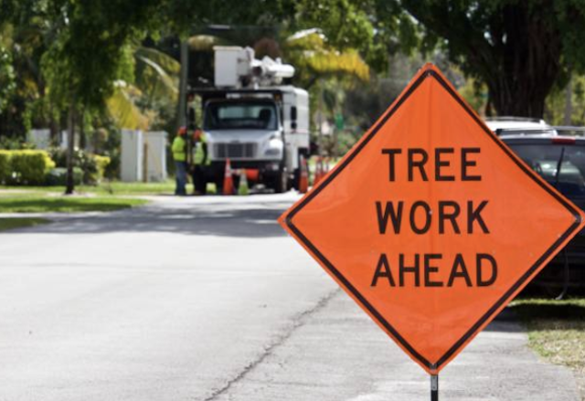 tree removal Denver pa