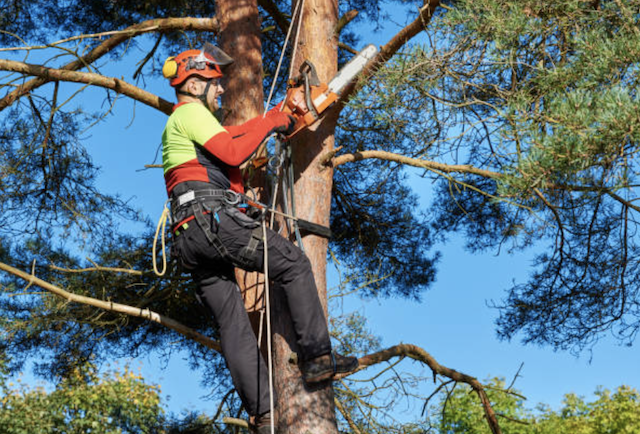 tree pruning lancaster