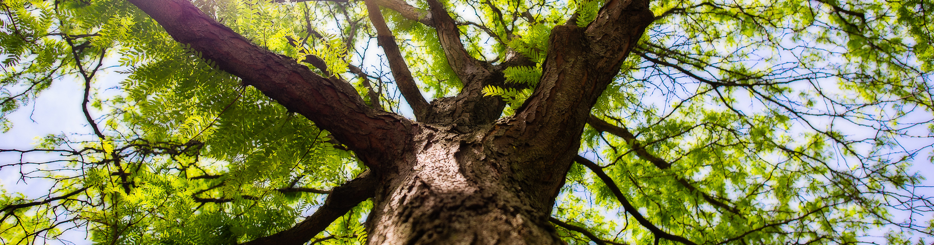 LCO Tree Care