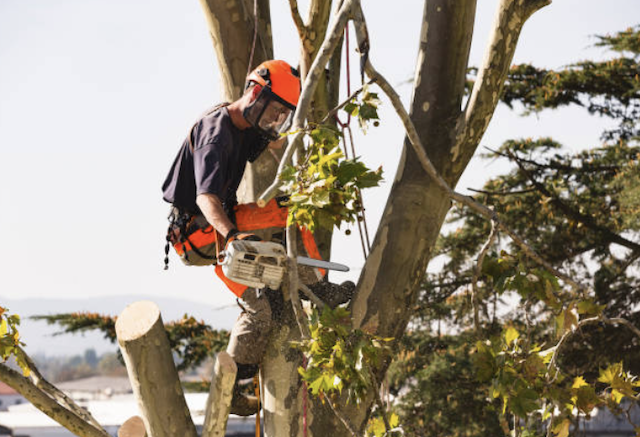 tree trimming Denver pa